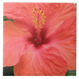 Orange Hibisken Blume Makro Tile Fliese
