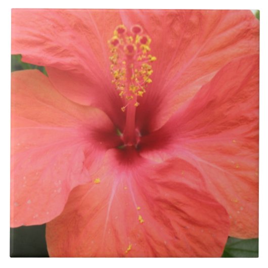Orange Hibisken Blume Makro Tile Fliese (Vorderseite)