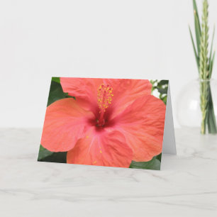 Orange Hibisken Blume Mscro Benutzerdefinierte Gru Karte