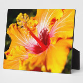 Orange Hibisken Blume Seitenansicht Fotoplatte (Seite)