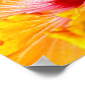Orange Hibisken Blume Seitenansicht Kleine Poster (Ecke)