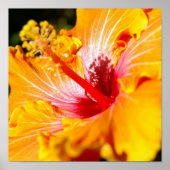 Orange Hibisken Blume Seitenansicht Kleine Poster (Vorne)