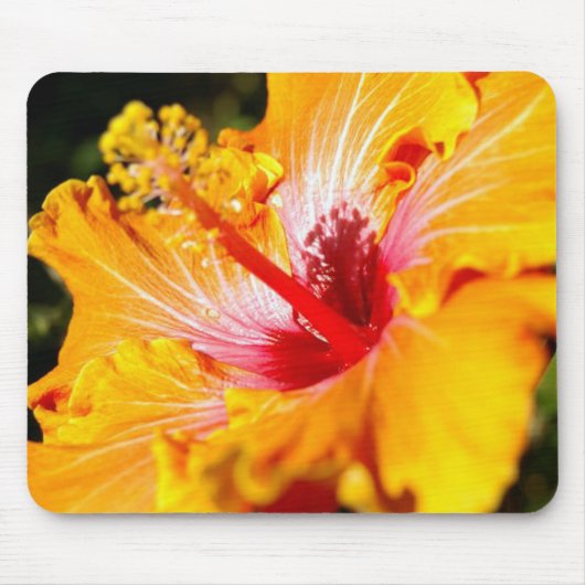 Orange Hibisken Blume Seitenansicht Mousepad (Vorne)