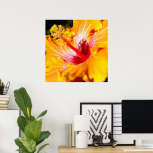 Orange Hibisken Blume Seitenansicht Poster