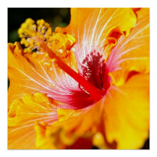 Orange Hibisken Blume Seitenansicht Poster (Vorderseite)