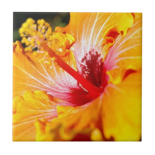 Orange Hibisken Side View Fliese (Vorderseite)
