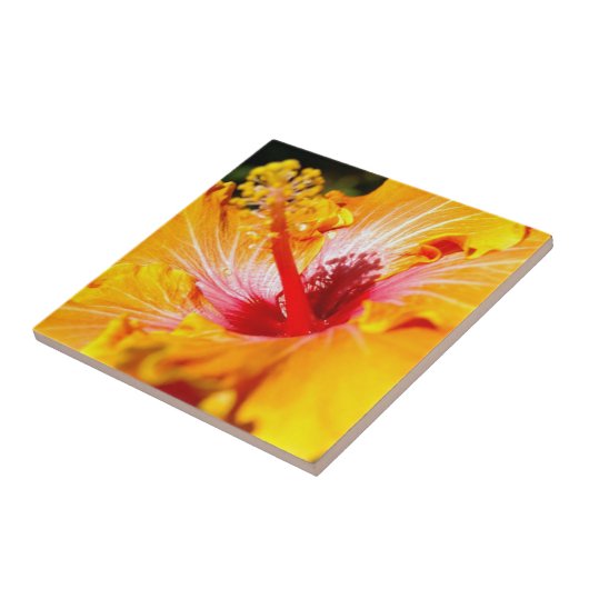 Orange Hibisken Side View Fliese (Seite)