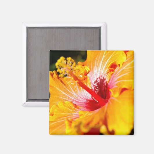 Orange Hibisken Side View Magnet (Vorderseite/Rückseite)