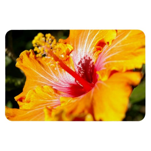 Orange Hibisken Side View Magnet (Horizontal)