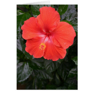 Orange Hibiskus-Blume