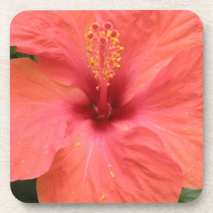 Orange Hibiskus Blume Makro Kork Untersetzer