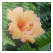 Orange Hibiskus Blume mit Ferns Fliese (Vorderseite)