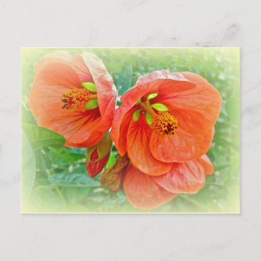 Orange Hibiskus Blume Postkarte (Vorderseite)