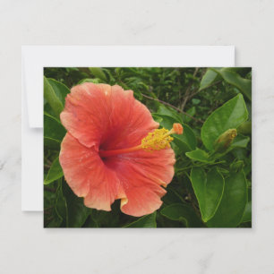 Orange Hibiskus Blume Tropenflora