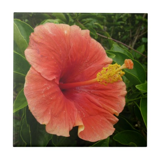 Orange Hibiskus Blume Tropenflora Fliese (Vorderseite)