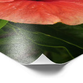 Orange Hibiskus Blume Tropenflora Fotodruck (Ecke)
