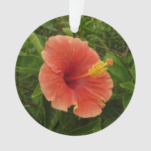 Orange Hibiskus Blume Tropenflora Ornament