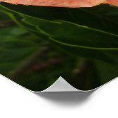 Orange Hibiskus Blume Tropenflora Poster (Ecke)