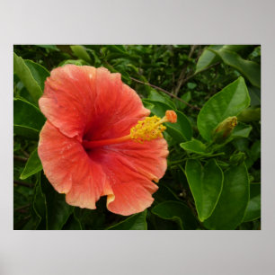 Orange Hibiskus Blume Tropenflora Poster