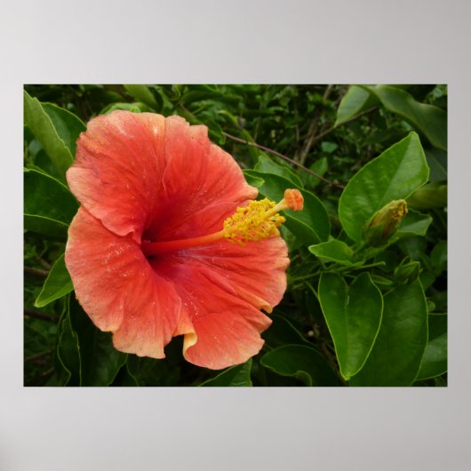 Orange Hibiskus Blume Tropenflora Poster (Vorne)