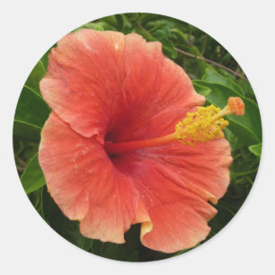 Orange Hibiskus Blume Tropenflora Runder Aufkleber