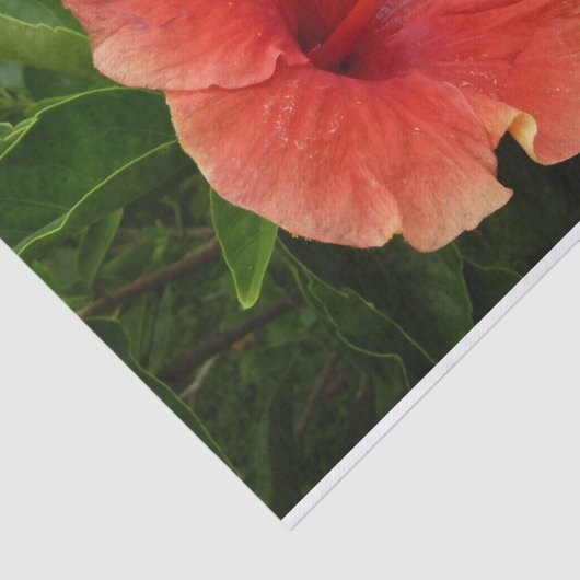 Orange Hibiskus Blume Tropenflora Seidenpapier (Ausschnitt)