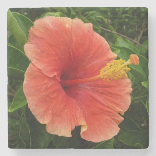Orange Hibiskus Blume Tropenflora Steinuntersetzer (Vorderseite)