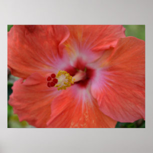Orange Hibiskus Canvas Print Poster