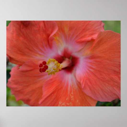 Orange Hibiskus Canvas Print Poster (Vorne)