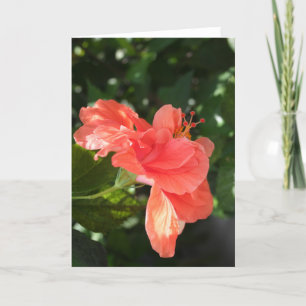 Orange Hibiskus-Gruß-Karte Karte