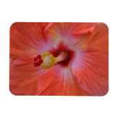 Orange Hibiskus Magnet (Horizontal)