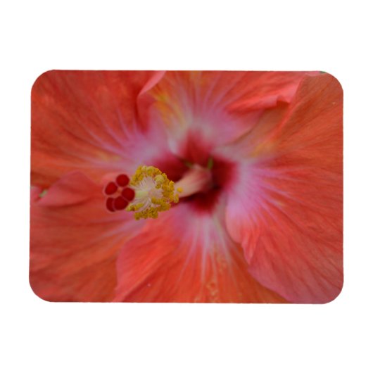 Orange Hibiskus Magnet (Horizontal)