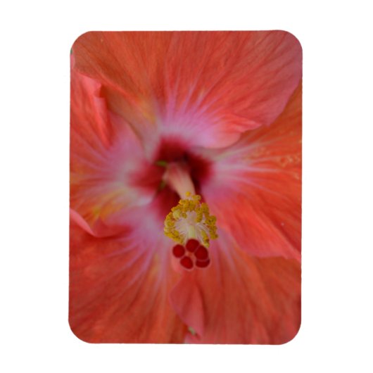 Orange Hibiskus Magnet (Vertikal)