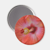 Orange Hibiskus Magnet (Vorderseite/Rückseite)