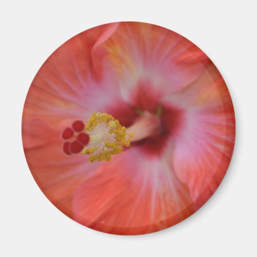 Orange Hibiskus Magnet (Vorne)