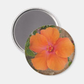 Orange-Hibiskus-Magnet Magnet (Vorderseite/Rückseite)