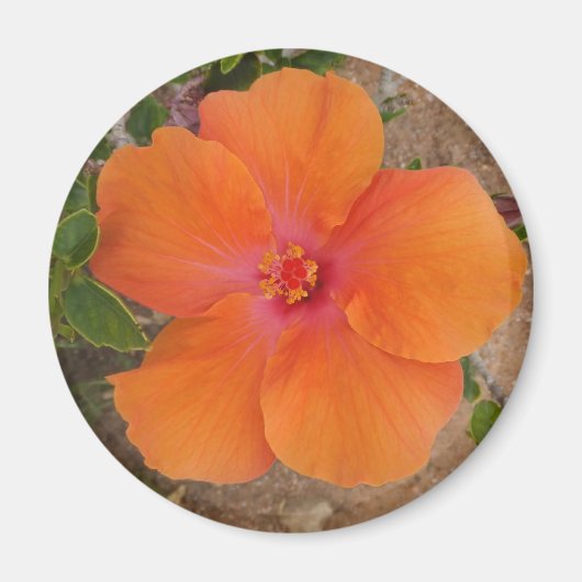 Orange-Hibiskus-Magnet Magnet (Vorne)