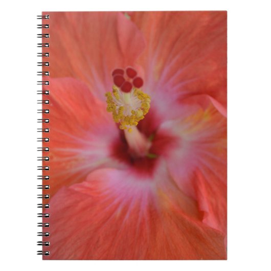 Orange-Hibiskus-Notebook Notizblock (Vorderseite)