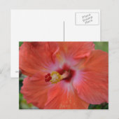 Orange Hibiskus Postcard Postkarte (Vorne/Hinten)