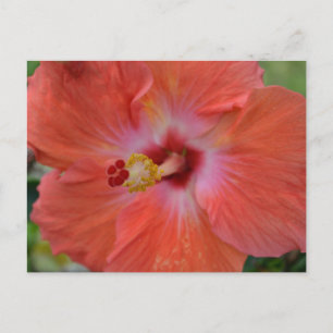 Orange Hibiskus Postcard Postkarte