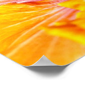 Orange Hibiskus Poster (Ecke)