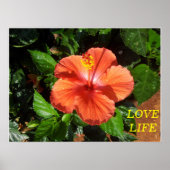 Orange Hibiskus Poster (Vorne)