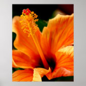 Orange Hibiskus Poster (Vorne)