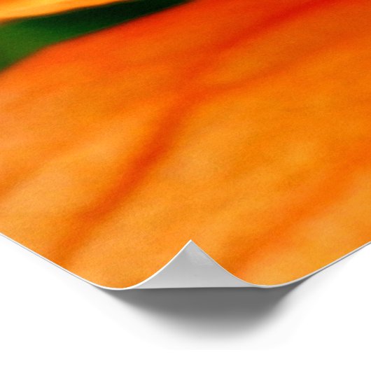 Orange Hibiskus Poster (Ecke)