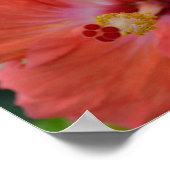 Orange Hibiskus Poster (Ecke)