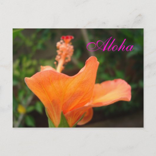 Orange Hibiskus Postkarte (Vorderseite)