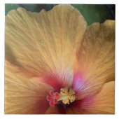 Orange Hibiskus Ruffle Fliese (Vorderseite)