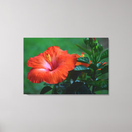 Orange Hibiskus Stretched Canvas Print Leinwanddruck