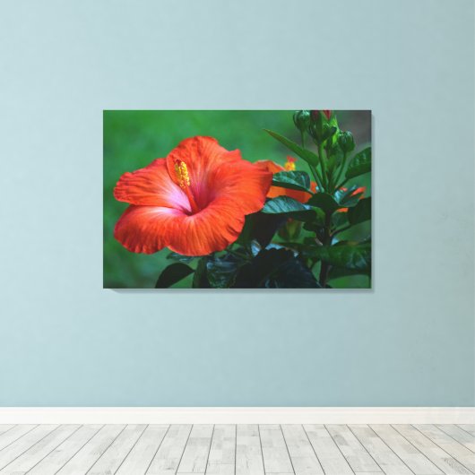 Orange Hibiskus Stretched Canvas Print Leinwanddruck (Insitu (Holzboden))