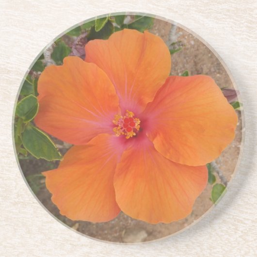 Orange Hibiskus Untersetzer (Vorne)